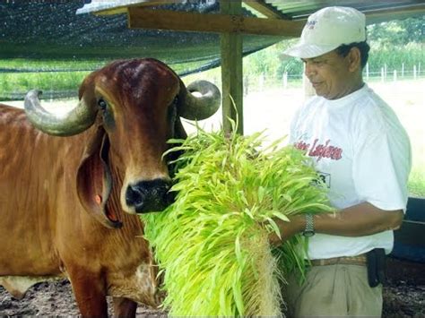 Qué es el Forraje Verde Hidropónico nutriforraje com YouTube