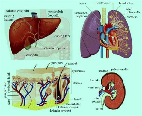 Sistem Pengeluaran Ekskresi Pada Manusia