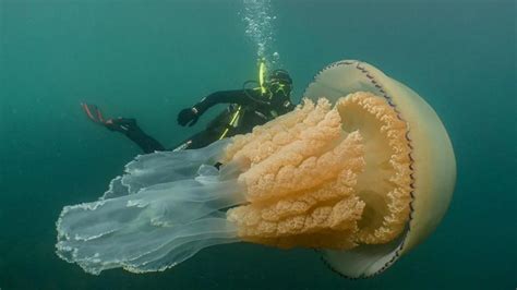 Human Sized Breathtaking Jellyfish Off English Coast