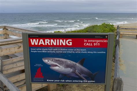 Shark Attacks Surfer Near Florida Beach Officials Say Trendradars