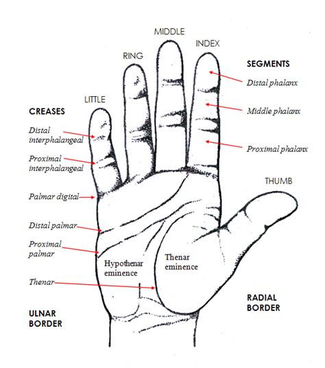 Sydney Hand Surgery Hand Anatomy Sydney Hand Surgery