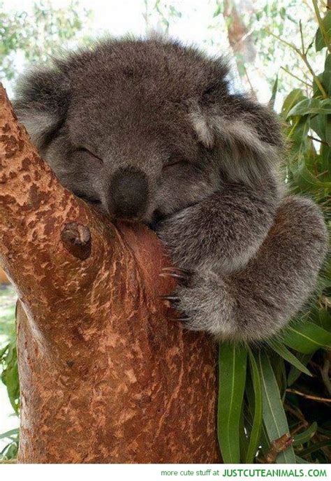 Sleepy Koala ~ ~adorable Animals~ ~ Pinterest