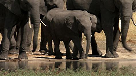 Baby Elephant Meets Elephant Clans The Long Walk Home Bbc Earth