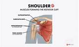 Free body diagram for calculating deltoid force. Physical therapy to avoid rotator cuff injuries in your ...
