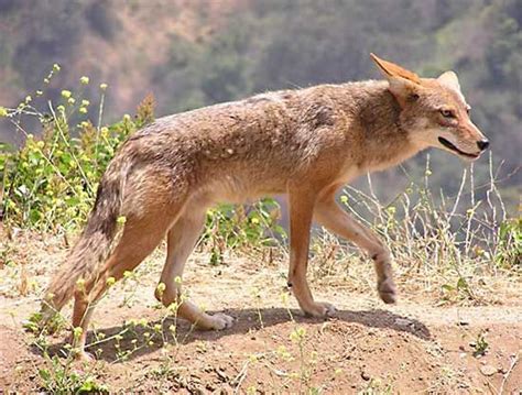 Coyote Description Size Habitat And Facts