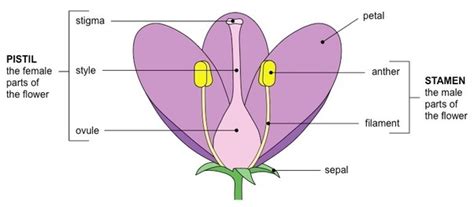 The main flower parts are the male part called the stamen and the female part called the pistil. What is the gender of a cactus? - Quora