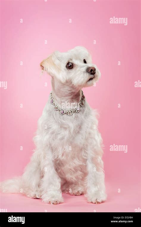 Maltese Dog With Silver Necklace Looking Up Against Pink Studio