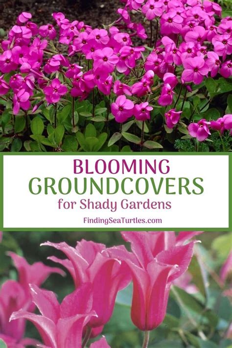 16 Best Flowering Ground Covers For Shade Ground Cover Shade Garden