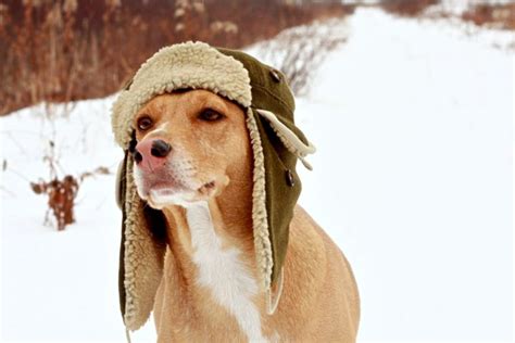 Videos Dogs With Hats The Dog Guide