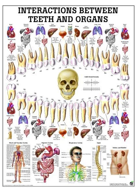 Iridology Chart Human Mouth Tooth Chart Reflexology Chart Anatomy