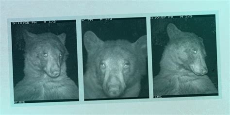 Bear Captures Hundreds Of Selfies On Parks Wildlife Camera