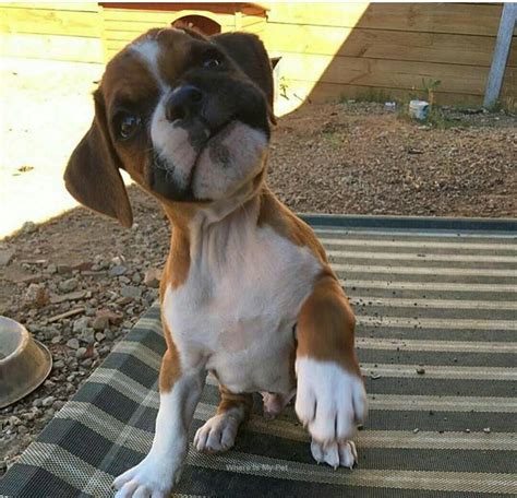 Boxer Dog Funny Face Momments Follow Us To See More Funny Dog