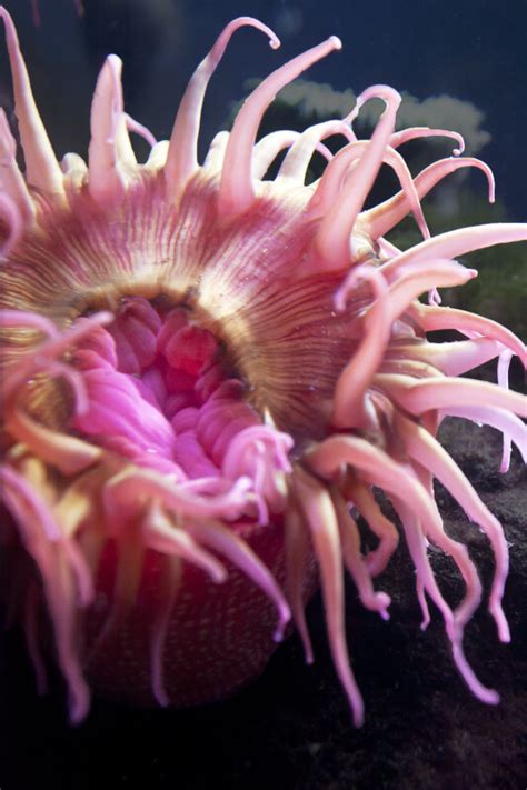 Pink Sea Anemone Close Up Clippix Etc Educational Photos For