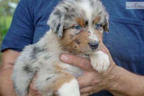 Our australian shepherd pets are much more regarded as part of the family or for kids! Australian Shepherd puppy for sale near Houston, Texas. | 6bb99ac0-b421
