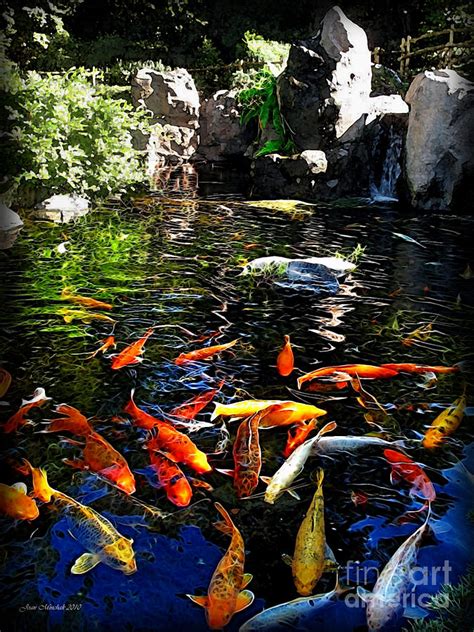 Japanese Koi Fish Pond