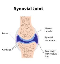 Can be easily broken and slice the spinal cord. Typical Synovial Joint Structure at La Sierra University - StudyBlue
