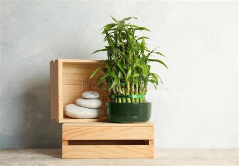 Composition With Green Bamboo In Pot And White Stones Stock Image
