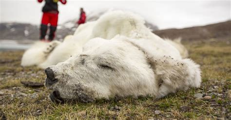 A Victim Of Climate Change Polar Bear Found Starved To Death Looked