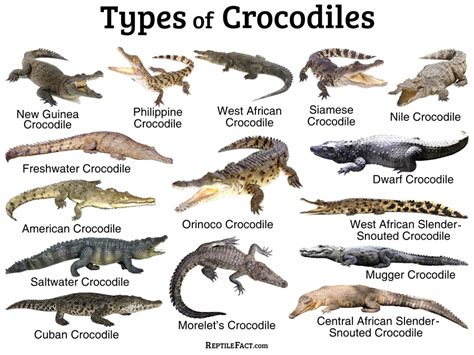 types of alligators and crocodiles
