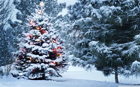 Free Download Beautiful Outdoor Christmas Tree 4k Hd Desktop Wallpaper