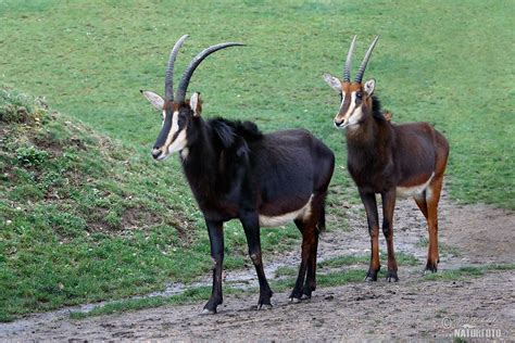 Bruge ordet nyala i stedet for antilope, hvilket gør dem synonymer med hinanden. Sabla Antilope Photos, Sabla Antilope Images, Nature ...