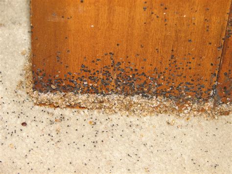 Can Bed Bugs Infest Wood Floors
