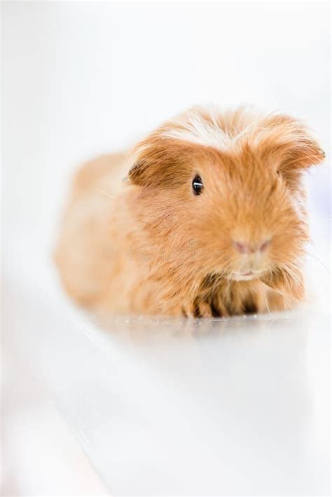 Cute Brown Australian Hamster Stock Image Image Of Cute Long 74330553