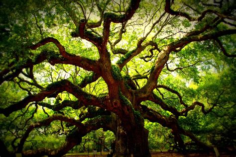 Angel Oak Tree Wallpapers Earth Hq Angel Oak Tree Pictures 4k