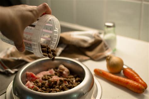 Best dog food for dogs with pancreatitis. Pancreatitis in Dogs: Symptoms, Causes, Treatments and ...