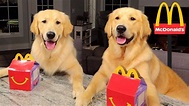 Dogs Eating their First McDonald's HAPPY MEAL!! - YouTube