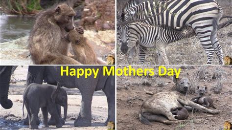 Happy Mothers Day To All Animal Mothers Youtube