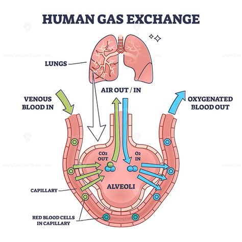 Human Gas Exchange System With Blood Oxygen Circulation Outline Diagram