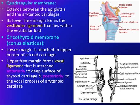 Ppt The Larynx Powerpoint Presentation Free Download Id417368
