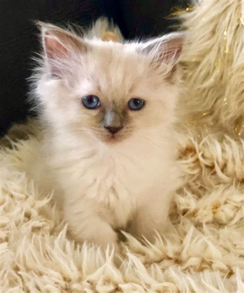 Ragdoll Cats For Sale Joplin Mo 286951 Petzlover