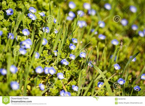 Little Blue Flowers In The Nature Stock Photo Image Of Closeup