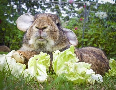 Flemish Giant Rabbits As Pets A Complete Care Guide Pictures