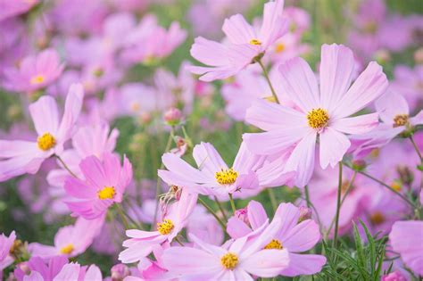 Cosmos Flowers By Natthawut Punyosaeng 500px Cosmos Flowers Cosmos