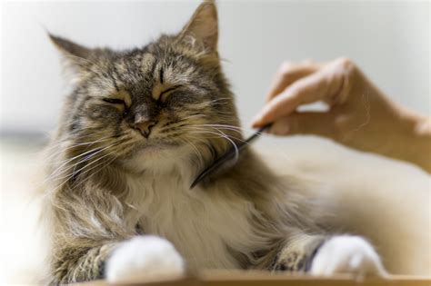 10 Benefits of Cat Grooming in Miami, FL | Country Club Animal Hospital