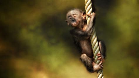 Puppy Monkey Baby Wallpaper 61 Images