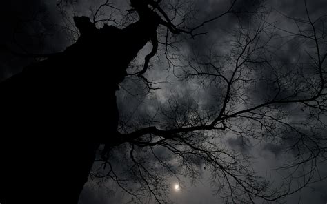 Wallpaper Night Dark Clouds Moon Branch Trees 1920x1200