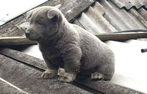 Willkommen auf meiner pinnwand zu hunderassen. Unbekanntes Tierchen: in Vietnam wohn ein Welpe, das man ...