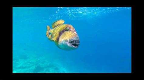 Trigger Fish Attack In The Maldives Youtube