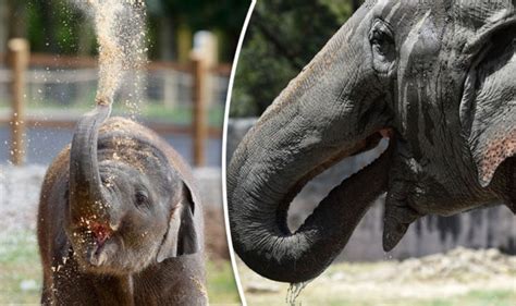 Lady Elephant Returns To Zoo After Sex Vacation And