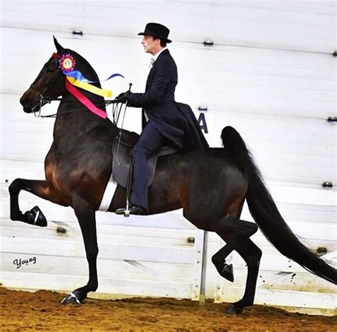 Pin By Susi Gretchen On Saddlebreds In Action American Saddlebred