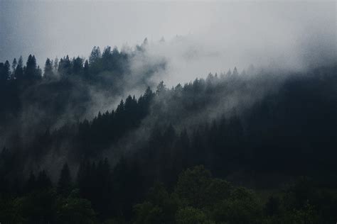 Fotos Gratis árbol Naturaleza Bosque Montaña Nube Niebla Mañana