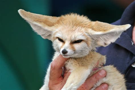 Studies show that pets respond best to one or two syllable names and in japanese folklore, foxes are a common subject. File:10 Month Old Fennec Fox.jpg - Wikipedia