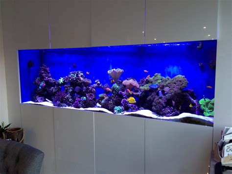 Wall Reef Aquarium Update Ocean Life Aquatics