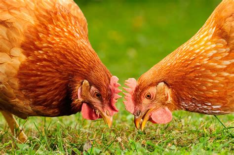 Combien De Temps Vie Une Oie Domestique - Combien de temps vit une poule ? - Conseils Régal