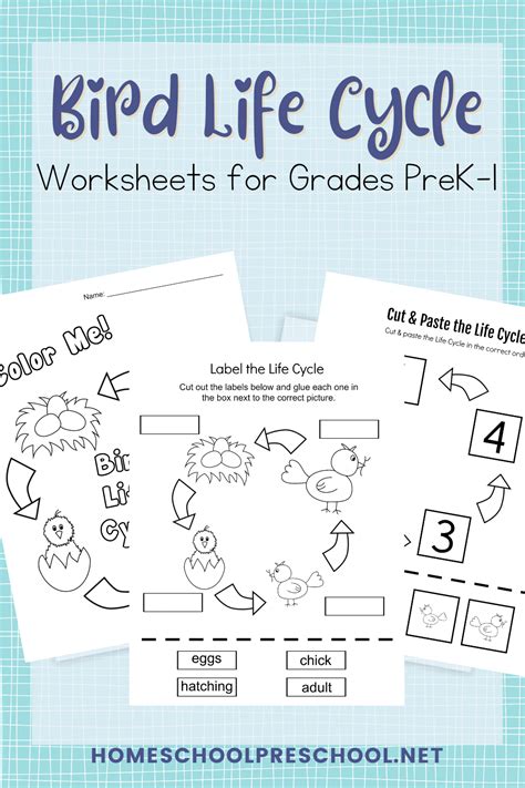 Printable Life Cycle Of A Bird Worksheets For Preschool