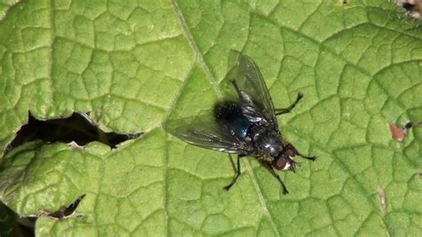 Blue Bottle Fly Calliphoridae Grooming Youtube